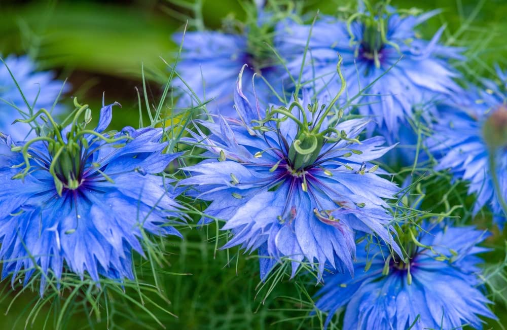 Nigella Miss Jekyll Flower Mix Seeds for Planting (30 Seeds) - Stunning Color and Look