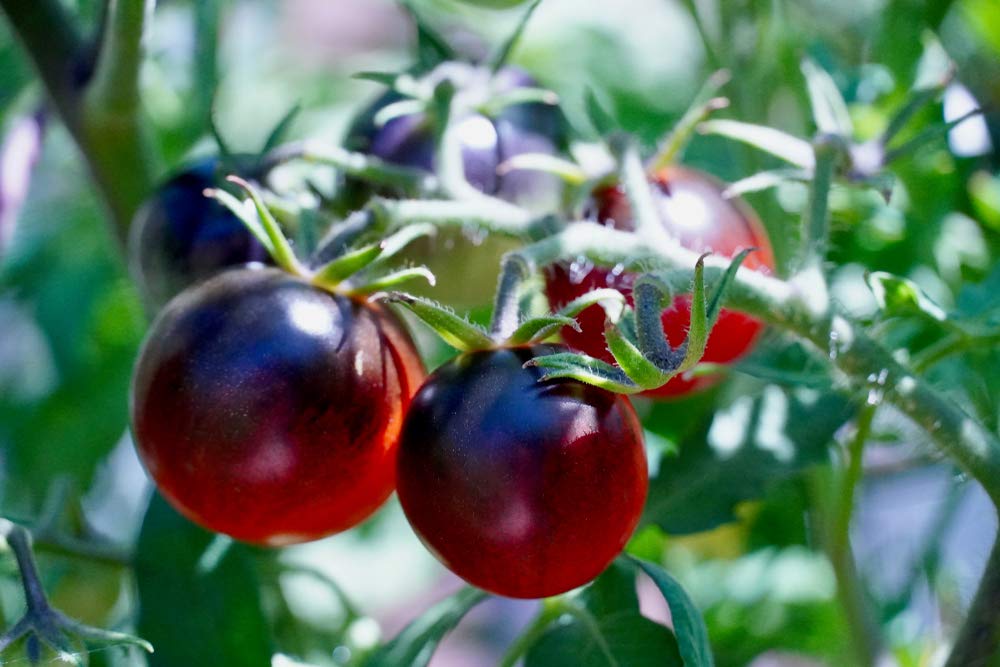 "Black Pearl" Cherry Tomato Seeds for Planting - 100+ Seeds - Amazing Taste, Very Sweet - Great for Salads - Made in USA. Ships from Iowa. Dwarf Fruit Seeds