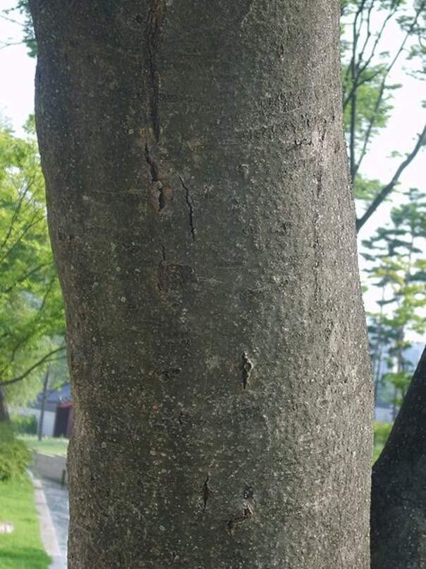 Bee-bee Tree Seeds for Planting (30 Seeds) - Tetradium daniellii