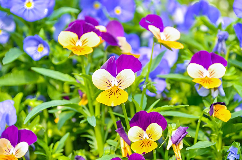 Johnny Jump Up Pansy Seeds - 1,000+ Seeds - Beautiful Perennial Garden Flowers - Multicolor Perennial Viola Pansy Seeds