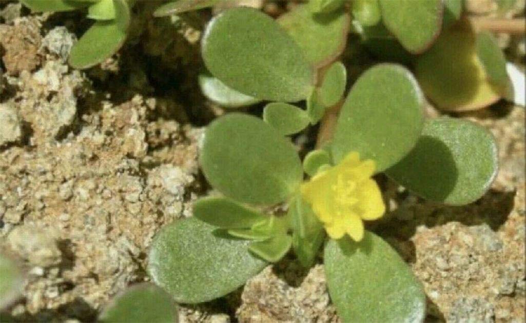 1500+ Purslane Seeds Green Plants Fresh Garden Seeds