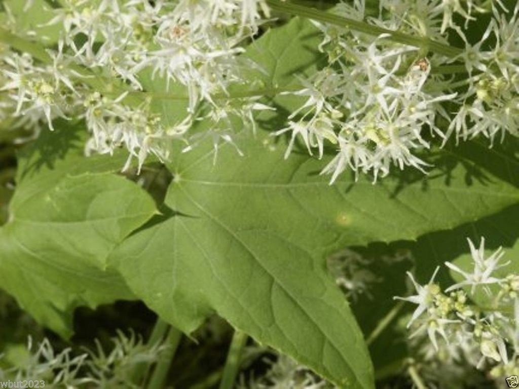 Echinocystis lobata (Wild Cucumber) fruits and leaves are decorative. 5 Seeds