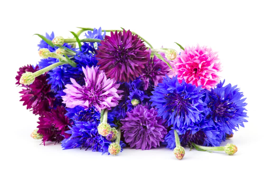 1,000 Polka Dot Bachelor Button Seeds for Planting - Heirloom Non-GMO USA Grown Cornflower Seeds for Planting - Ships from Iowa, USA - Centaurea Cyanus