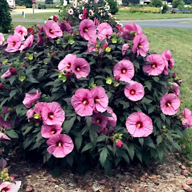 Rose Mallow Seeds for Planting (100 Seeds) - Swamp Rosemallow, Marshmallow - Hibiscus moscheutos