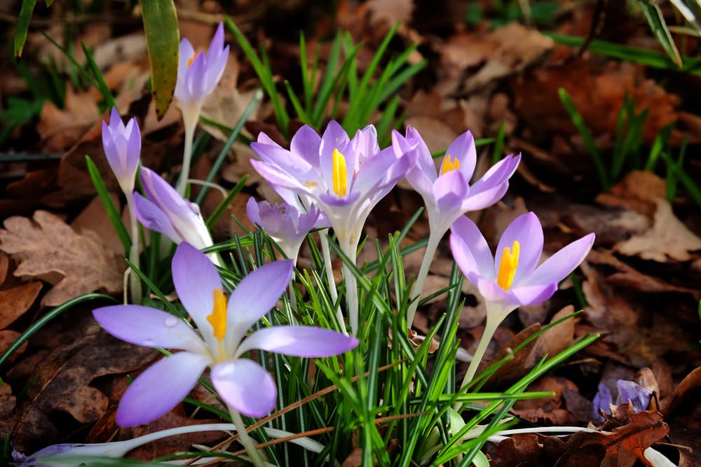 Rare Whitewell Purple Crocus Flower Bulbs for Planting, Crocus tommasinianus (50 Bulbs)