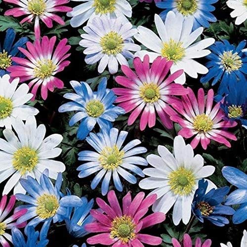 Anemone Windflower Bulbs for Planting - 5 Bulbs - Colorful Spring Flowers - Ships from Iowa. Made in USA