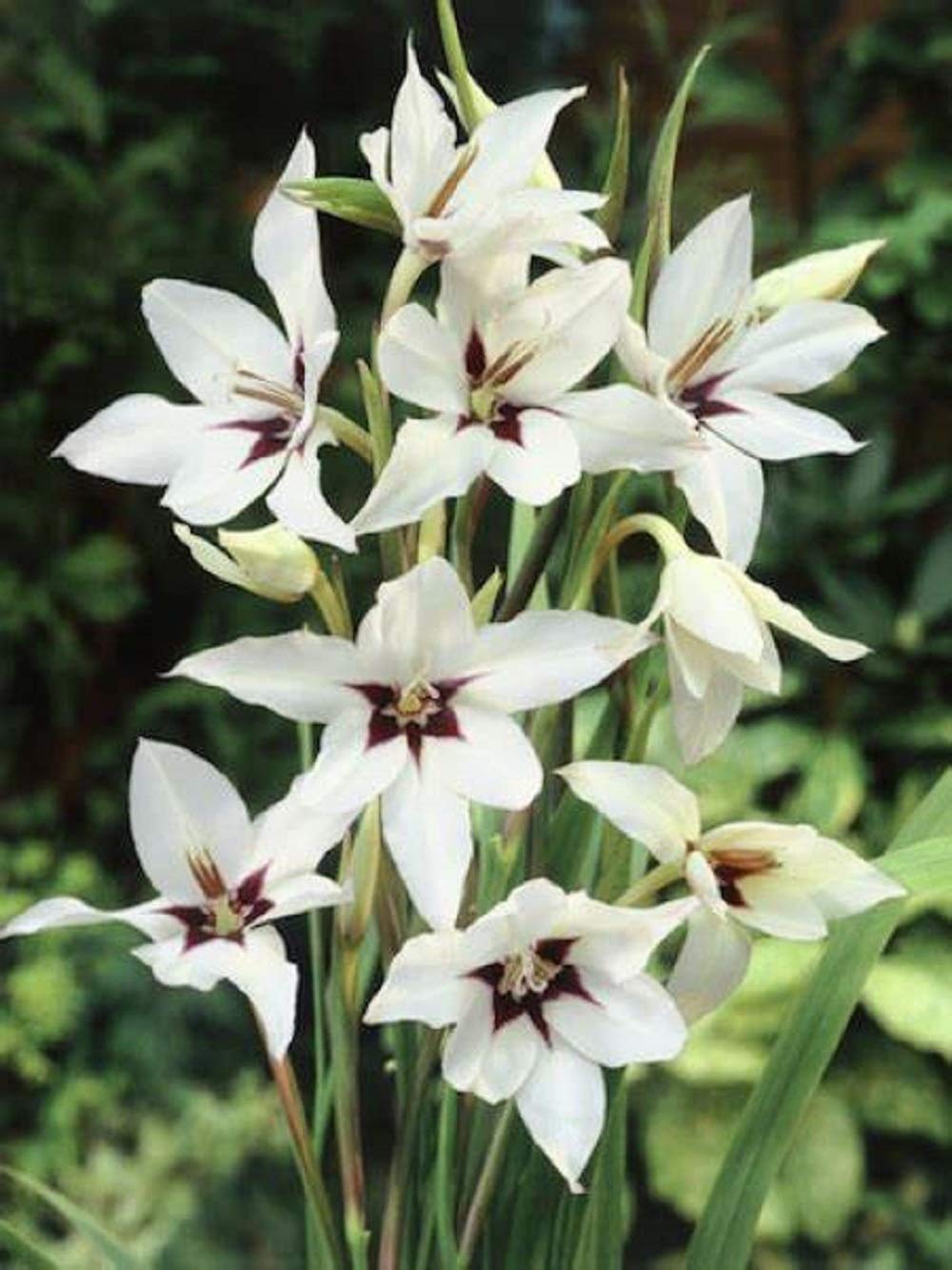 Acidanthera Flower Bulbs - Pack of 6 Bulbs - A Summer-Blooming Bulb in The Gladiolus Family. - Country Creek LLC