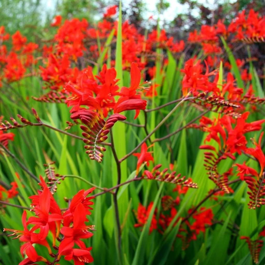 Crocosima Lucifer Bulbs for Planting - Stunning Red Blooms