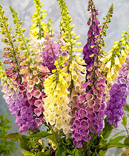 Seeds4planting - Seeds Foxglove Mix - Organic