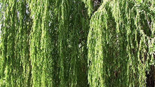 4 Golden Weeping Willow Tree Cuttings - Live Plants - Beautiful Arching Canopy