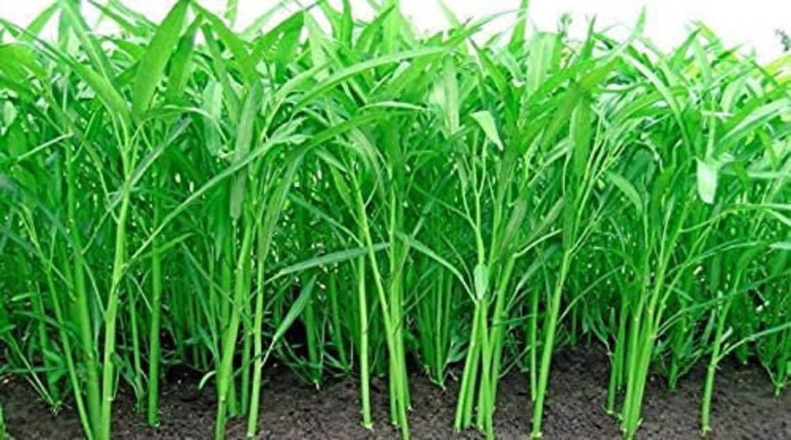 Kong Xin CAI Seeds (250 Seeds) - Green Leaf Vegetable Seeds for Planting Garden - Non-GMO Choy Ong Seeds - Ships from Iowa, USA