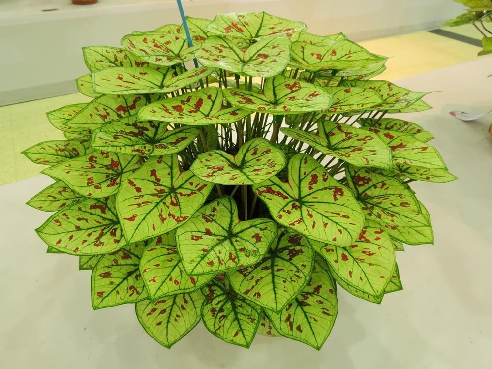 2 Cranberry Star Caladium Bulbs for Planting - Perennial Hosta, Elephant Ears, Fancy (2 Bulbs)