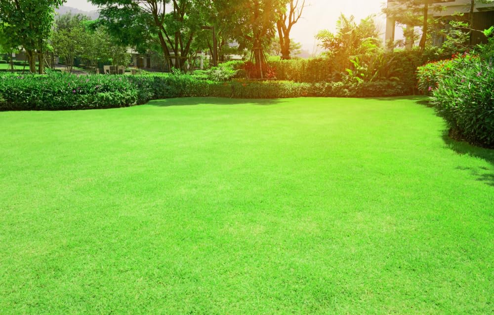 Bermudagrass Seeds for Planting - Great for Yard and Lawn Grass