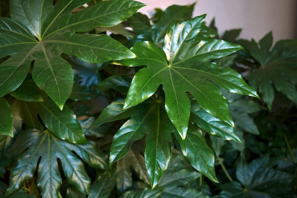 20 Paperplant Seeds for Planting - Fatsia japonica - Great Indoor Plant or Annual Garden Plant
