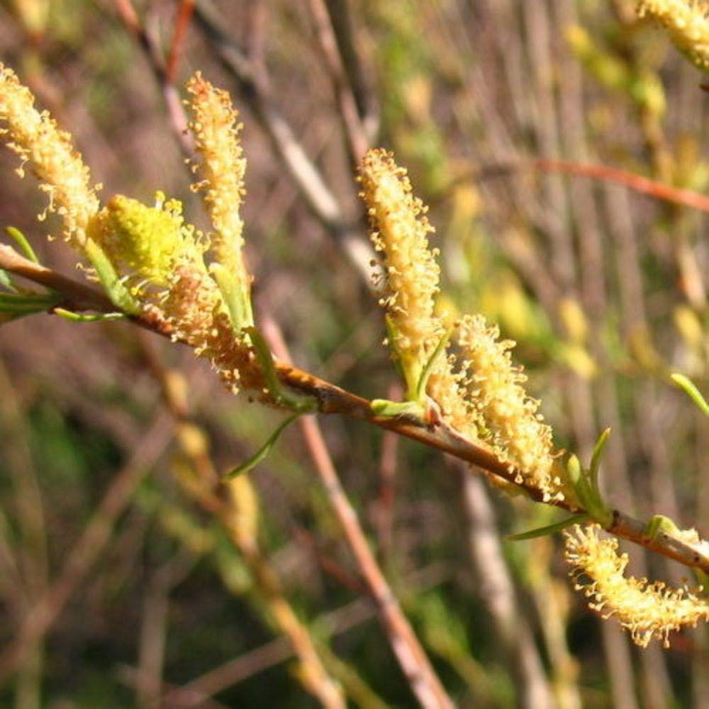 Sandbar Willow Salix Exigua Coyote Willow 10 Cuttings M4