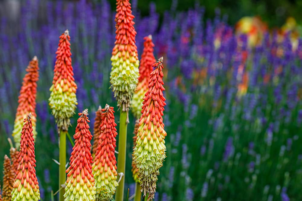 Torch Lily Flower Seeds - 50 Seeds - Red Poker Flower - Exotic Vibrant Red Blooms Amaze All That See Them