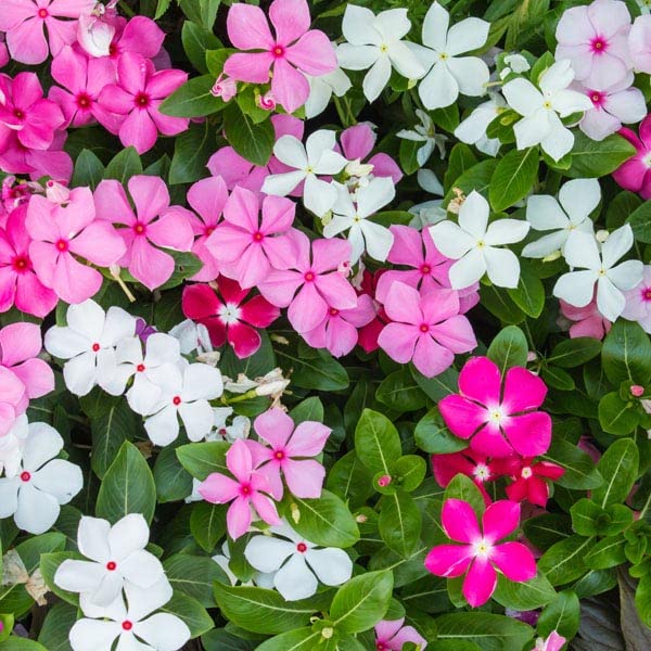Madagascar Periwinkle Seeds for Planting - Mixed Color Flowers - Catharanthus roseus