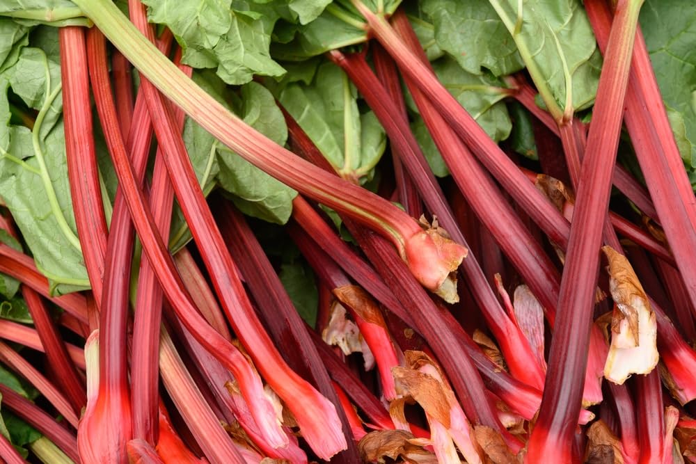 Victoria Rhubarb Crown for Planting - Large Heathly Root, Comes Back Each Year