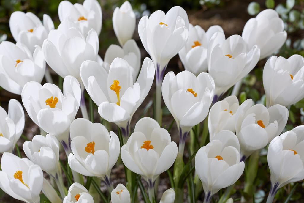 Peter Pan White Crocus Bulbs for Planting - Perennial Garden Flowers