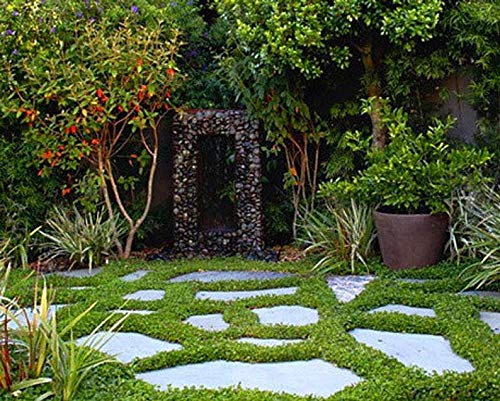 Dichondra Ground Cover Seeds (Dichondra Repens) 100 Seeds