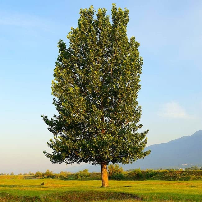 4 Hybrid Poplar Trees - Grow for Privacy, Shade, Landscaping. Fast Growing. Get 4 Cuttings to Grow 4 Trees