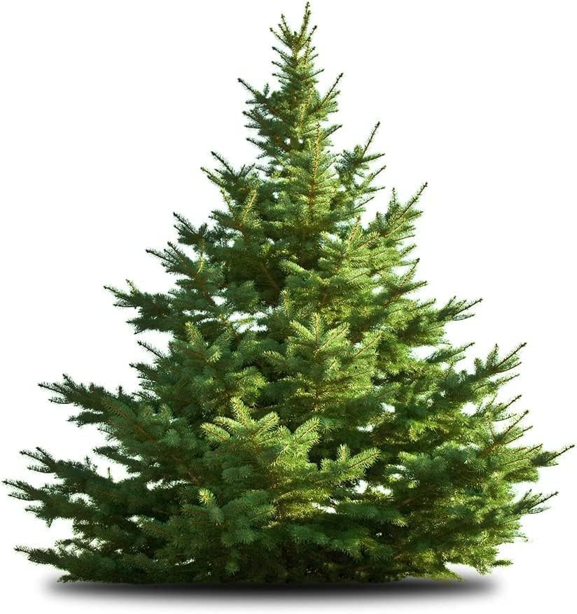 White Pine Tree Seedlings for Planting - Evergreen Tree Seedlings - Landscaping or Wind Block Trees - No Ship to California