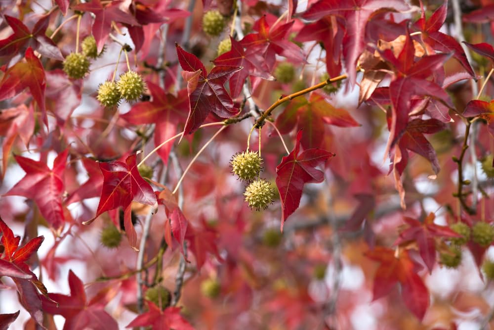 Sweet Gum Tree Seedlings for Planting - Attractive and Hardy Trees