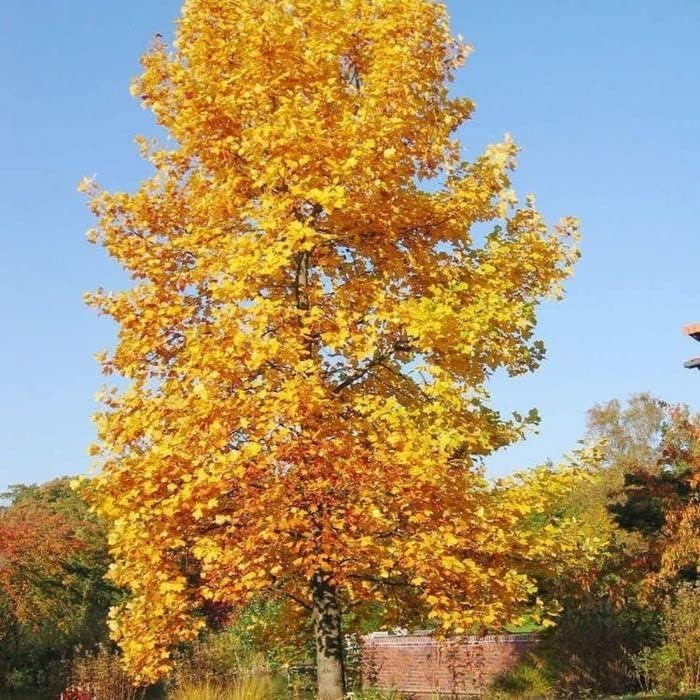 Tulip Poplar Tree Seedlings for Planting - No Ship to California