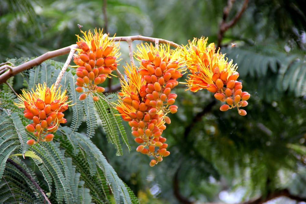 10 Seeds of Colville's Glory Tree for Bonsai - Colvillea racemosa - Tropical Tree