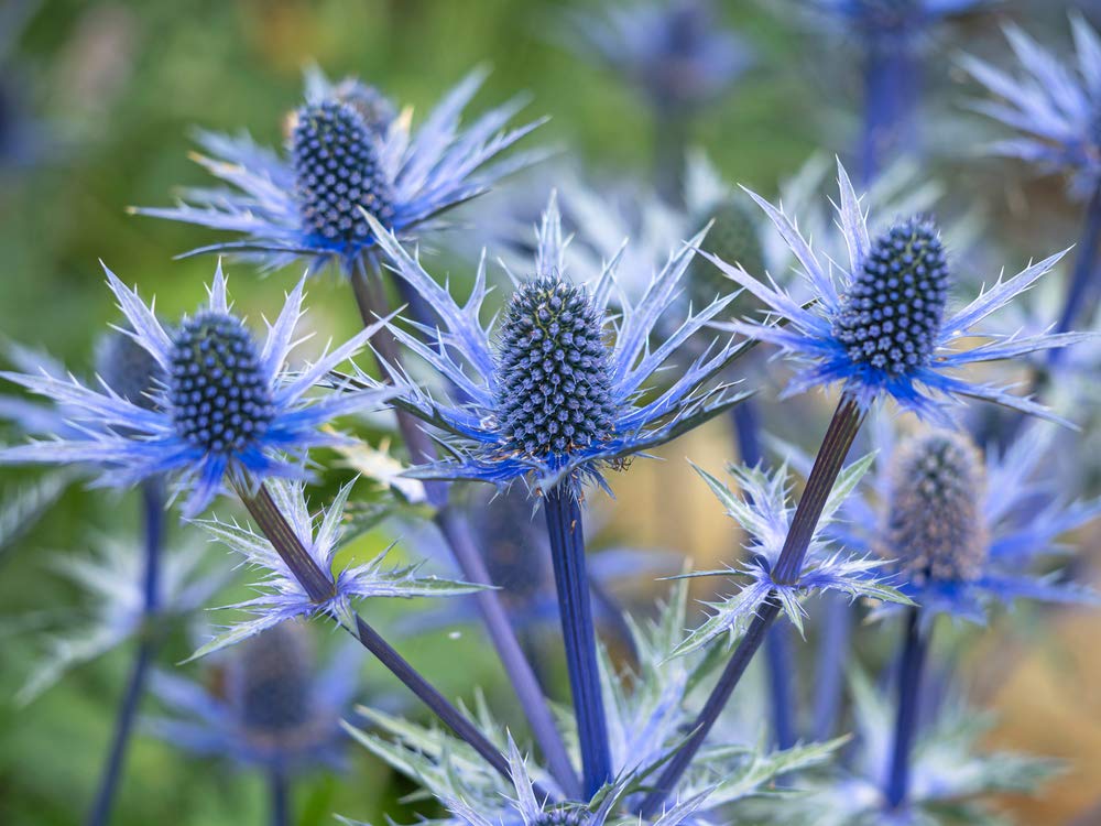 25 Blue Thistle Seeds to Plant - Rare Swiss Alps Thistle