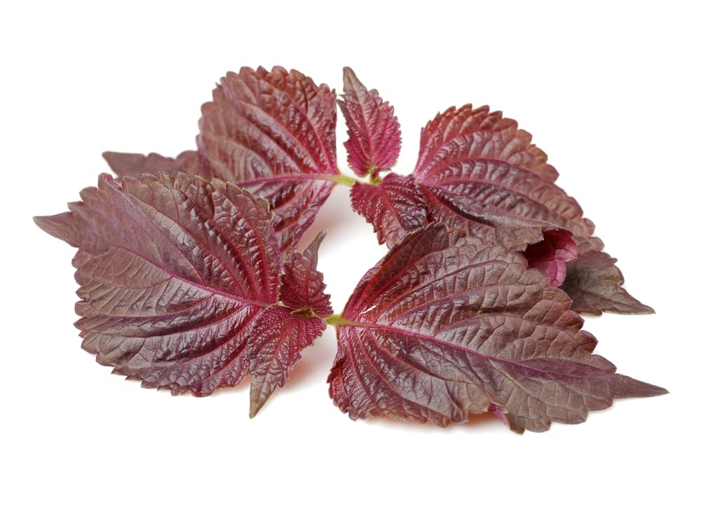 200 Perilla Seeds for Planting - Shiso Seeds for Planting.Heirloom Non GMO Seeds for Sprouting,?? Vegetable Seeds and Aerogarden Seeds for Aerogarden Pods