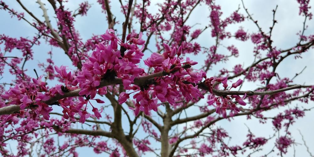 15 Texas Redbud Tree Seeds for Planting - Cercis Canadensis VAR. texensis