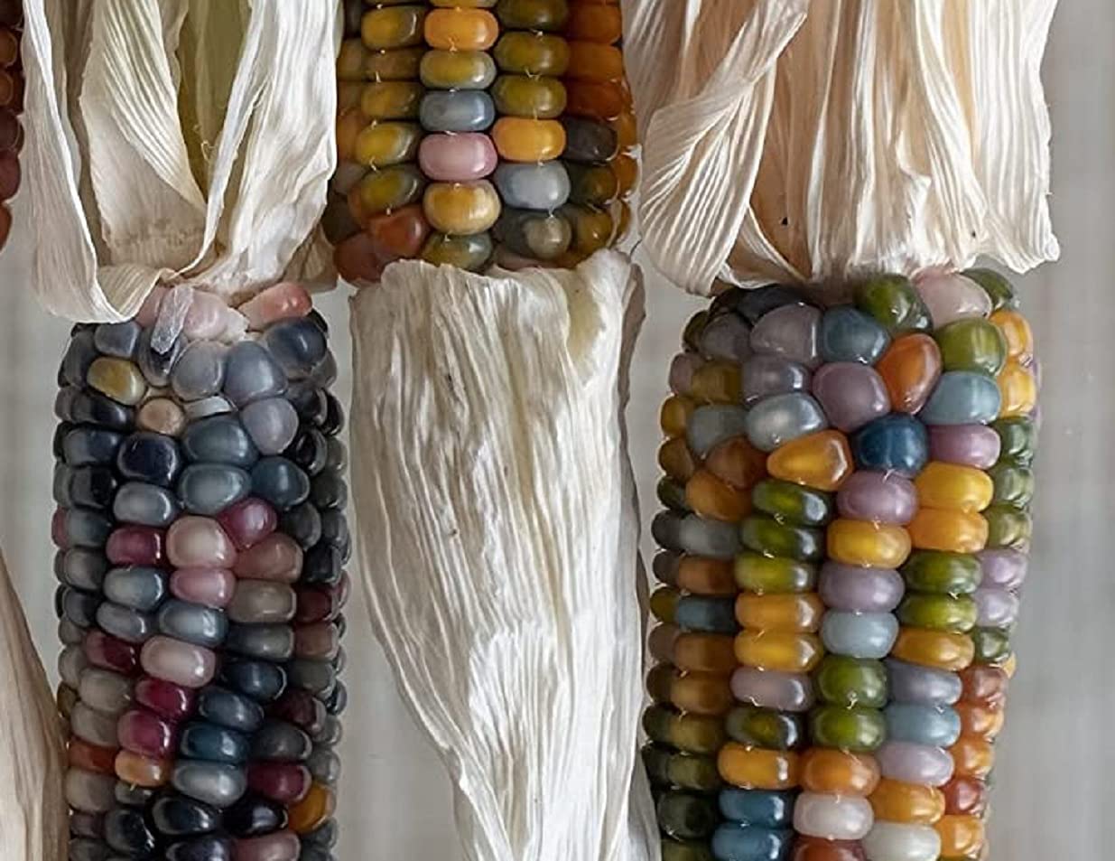 Indian Corn Decor - 3 Ears of Glass Gem Indian Corn with Husks Attached - 4-6 inch Ears with Husks