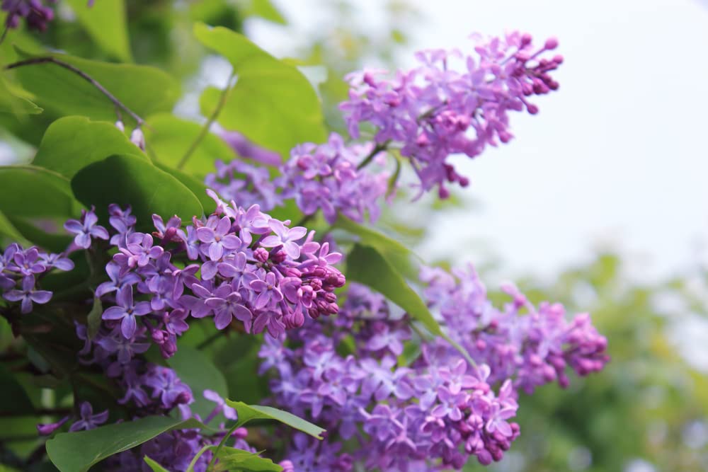Purple Lilac Seedlings for Planting - Common Lilac, Fragrant and Beautiful Flowers - Syringa vulgaris - No Ship to California