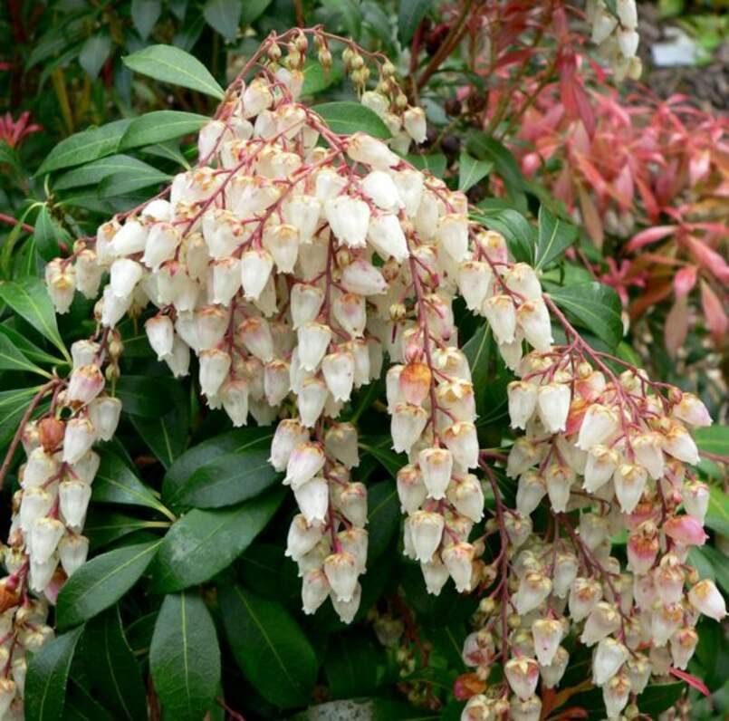 Forest Flame Shrub Seeds (30 Seeds) - Pieris japonica, Japanese Pieris, Japanese Andromeda