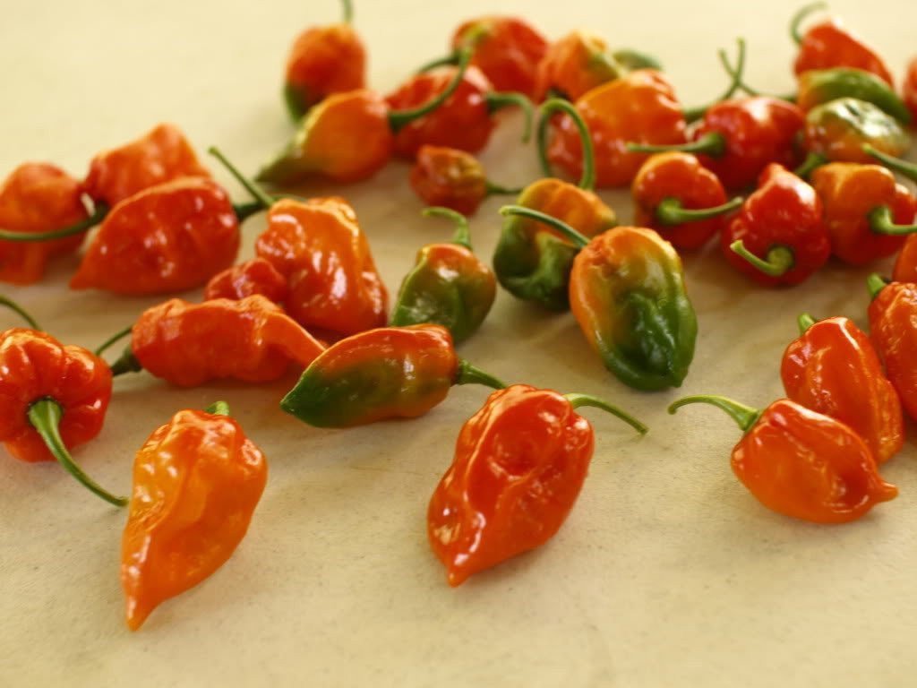 20 GHOST PEPPER SEEDS - WORLDS HOTTEST Naga Bhut Jolokia Cobra Chili Vegetable