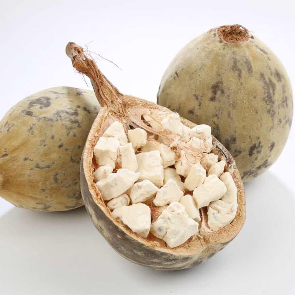 6 Baobab Seeds (Adansonia) - Baobab Tree Seeds (Monkey Puzzle Tree) - Rare Exotic Tropical Plant
