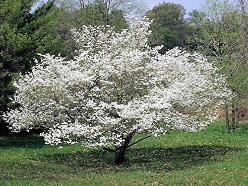 10 American WHITE FLOWERING DOGWOOD Small Tree Cornus Florida Southern Seeds