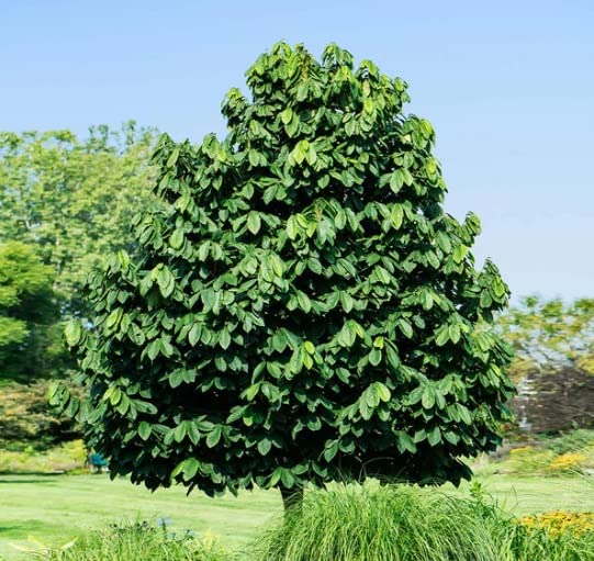 Pawpaw Tree Seedlings for Planting - American Banana, Paw Paw - No Ship to California