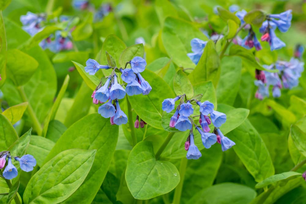 Virginia Bluebells Wildflower Seeds for Planting (10 Seeds) - Mertensia virginica - Stunning Spring Blooming Wildflower