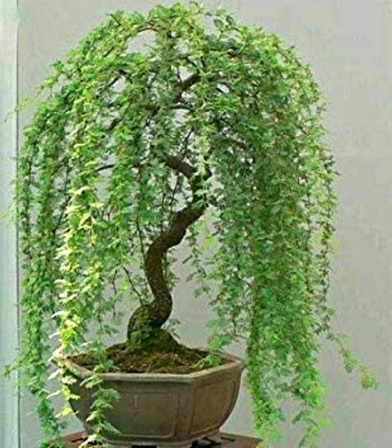Green Weeping Willow Tree Cutting - Thick Trunk Start, A Must Have Dwarf Bonsai Material.