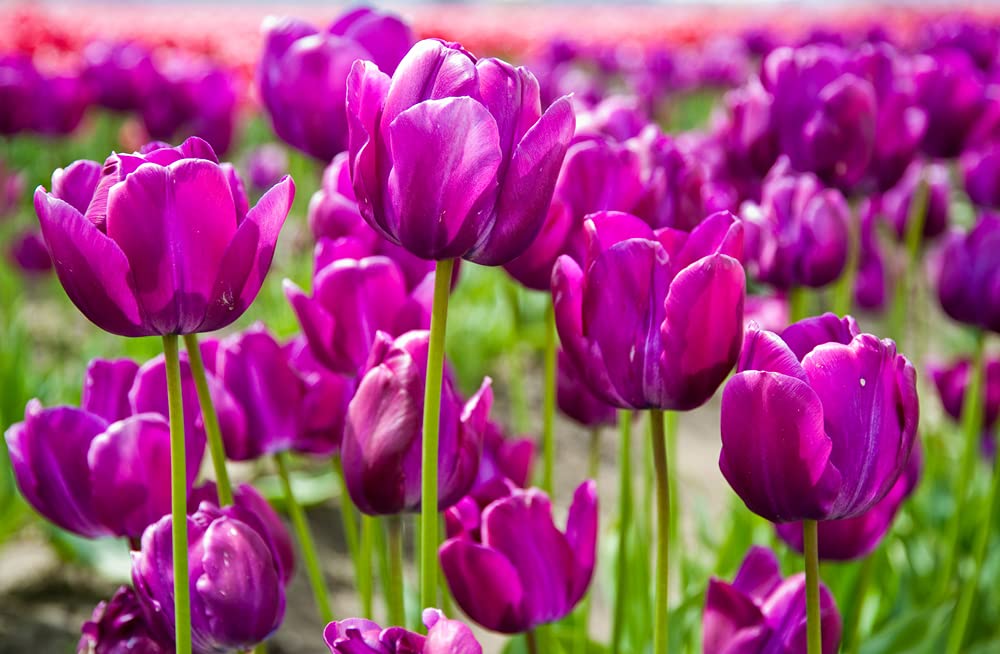 5 Fresh Pink Tulip Bulbs for Planting - Easy to Grow - Made in USA, Ships from Iowa