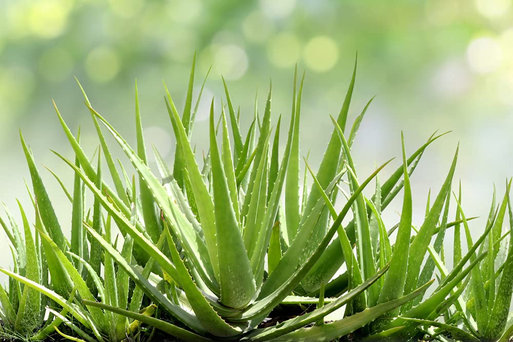 Aloe Vera Seeds for Planting - 30+ Seeds - Ships from Iowa, USA - Grow Healing Aloe