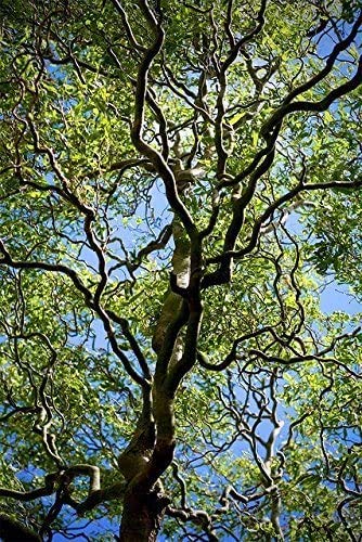 20 Corkscrew Willow Tree Cuttings - Fast Growing Trees for Privacy or Shade - Unique Curly Branches