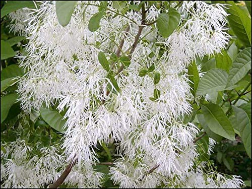 White Fringe Tree Seeds for Planting (30 Seeds) - Chionanthus virginicus - Old Mans Beard