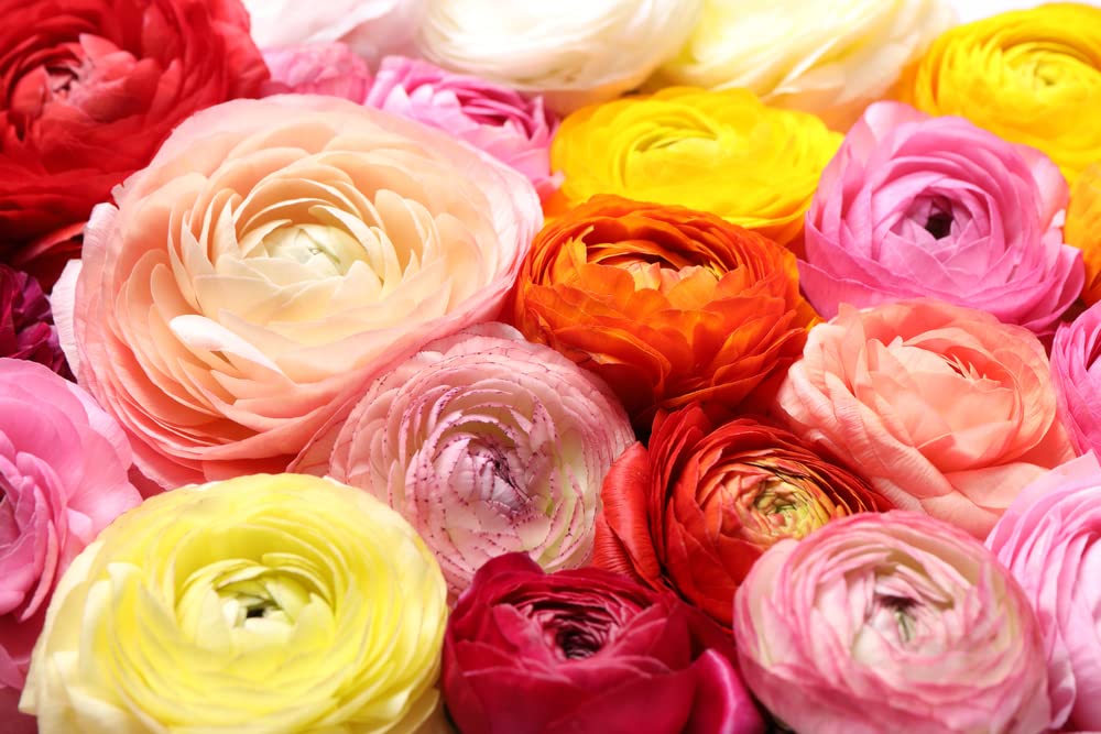 Ranunculus Mix Color Bulbs for Planting - Ships from Iowa, USA