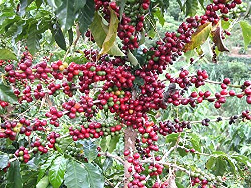 Generic Coffee Seeds for Planting(30 Seeds)