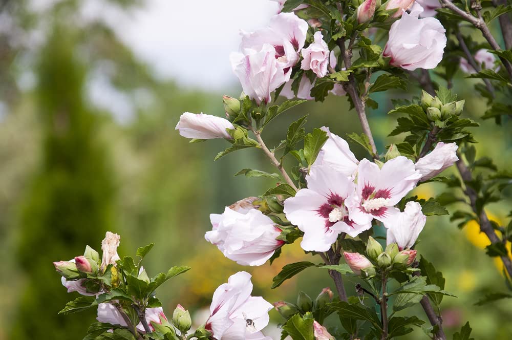 Marshmallow Seeds (Althaea Officinalis) - 100 Seeds - Marsh Mallow Garden Herb Seeds for Planting