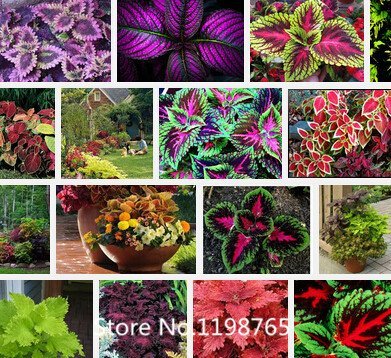 Promotion 100 RAINBOW MIX COLEUS seeds Flower Seeds Novel Seed