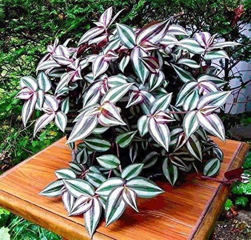 5 Purple Variegated Wandering Jew Cuttings for Planting Indoor, 2-4 Inches Tall, Tradescantia Zebrina Plant - Easy to Grow Indoor Outdoor Plant